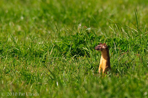 Long-tailed weasel