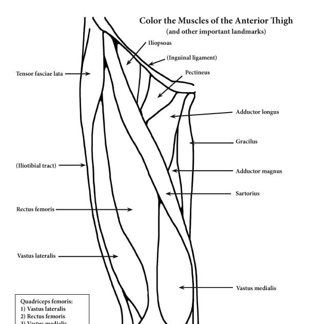 Body Muscle Anatomy Books / Muscle Anatomy Bodybuilding Book Muscle