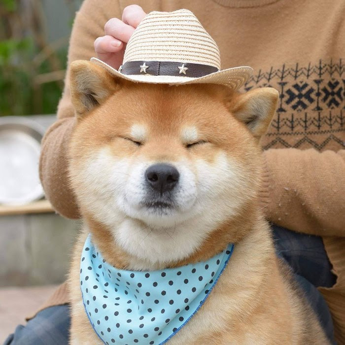 cute-dog-shiba-inu-ryuji-japan-72