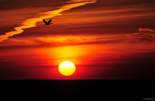 Sun (Good Night) Bird (Good Flight) - IMRAN™ by ImranAnwar