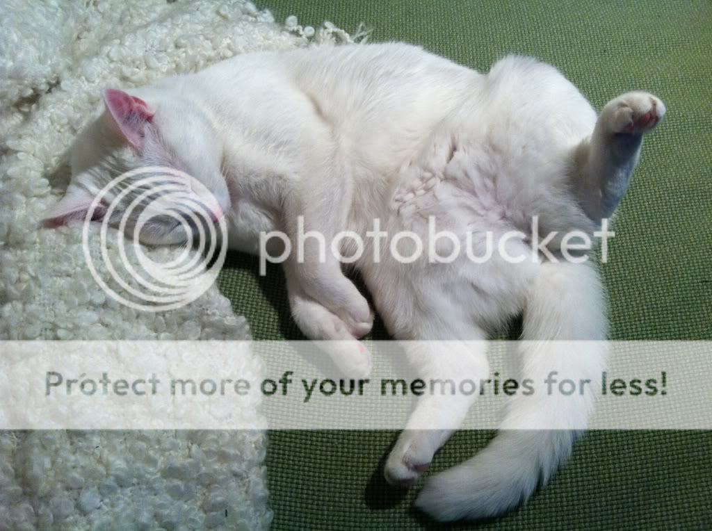 White Cat Sleeping