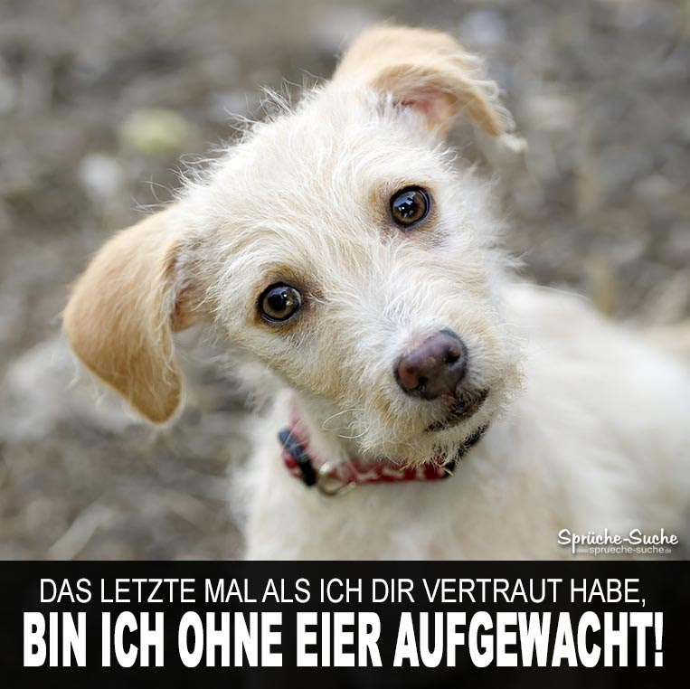 Geburtstagssprüche Lustig Hund