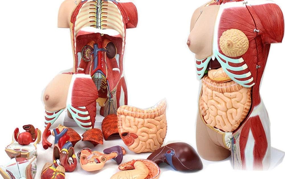 Image Showing Internal Organs In The Back / Human Body Model Showing