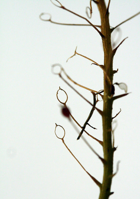 Alyssum gone to seed
