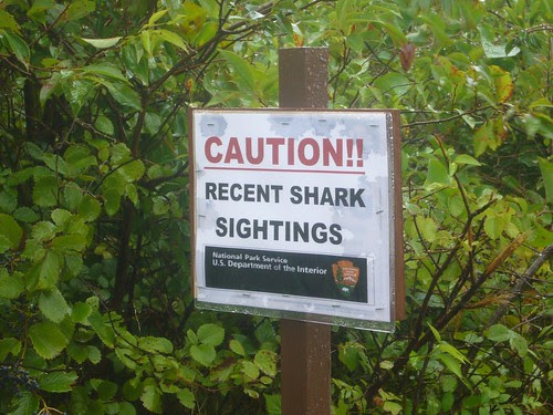 shark sign