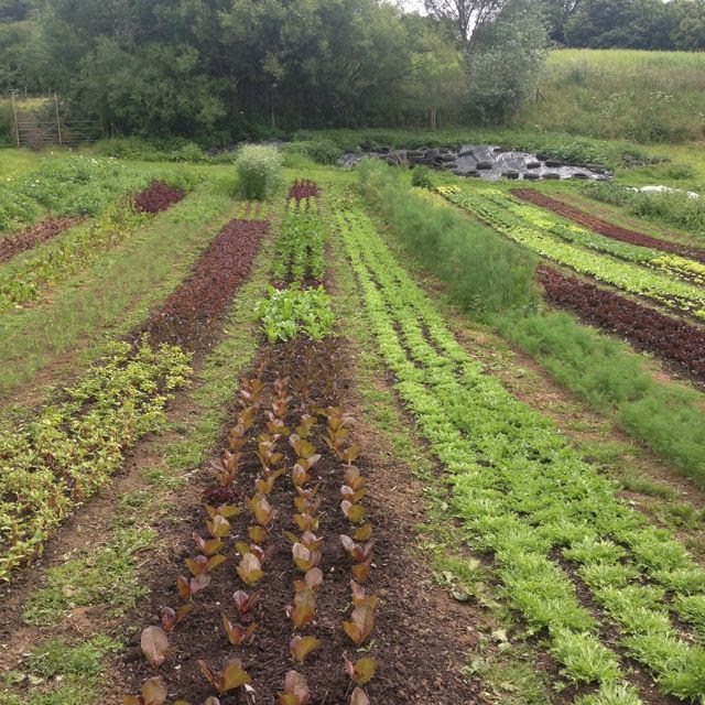 Market Gardening And Fruit Farming