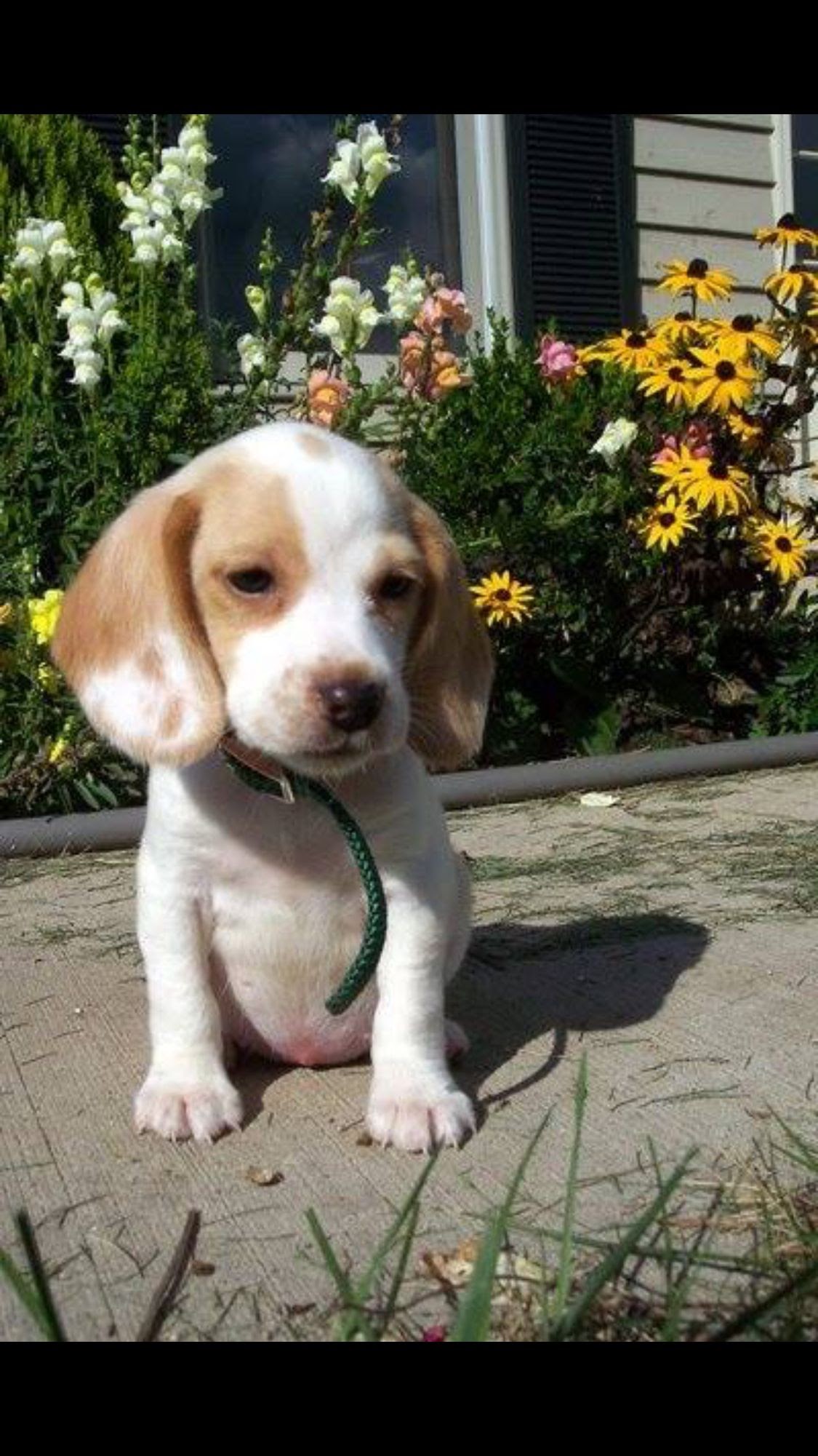 Lemon Beagle Puppies For Sale Australia