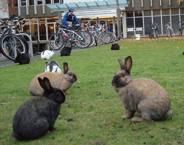 2-okunoshima-rabbit-island-in-japan