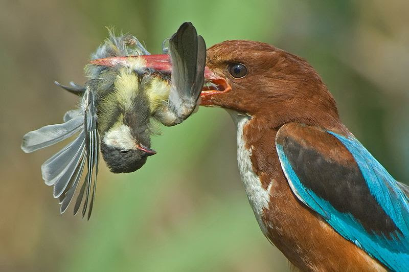 Fascinating photos of birds from the photographer Zander Yaqui