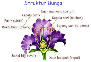 struktur bunga akhlaqulkarimah211 struktur bunga akhlaqulkarimah211