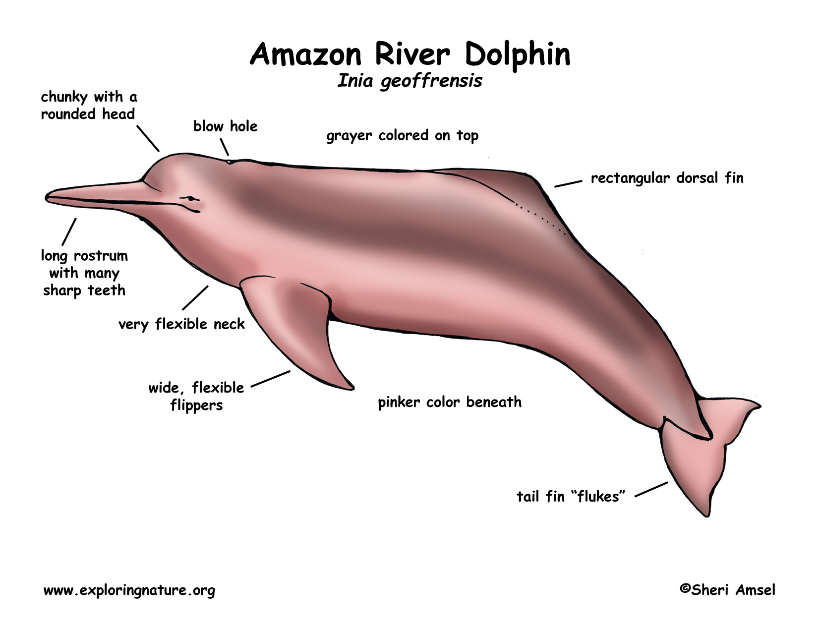 [最新] amazon river dolphin food web 186448-Amazon river dolphin food chain