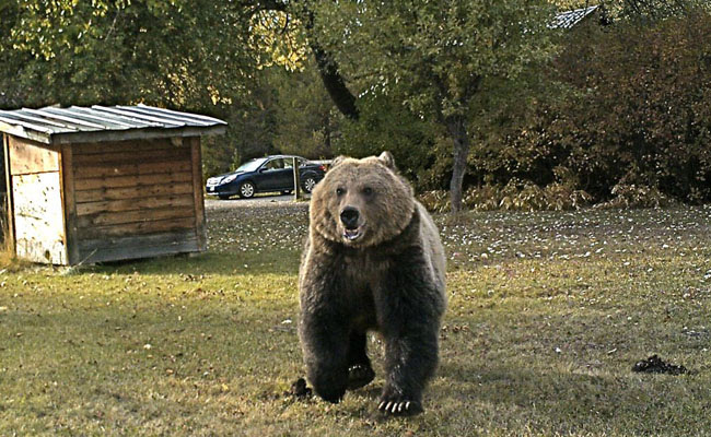 Backyard Grizzly Bear Near Kalispell Montana Hunting And Fishing
