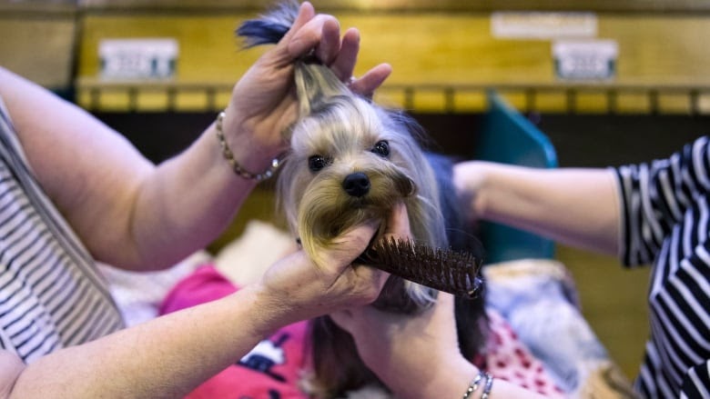  Dog Groomer Classes Near Me in 2023 The ultimate guide 