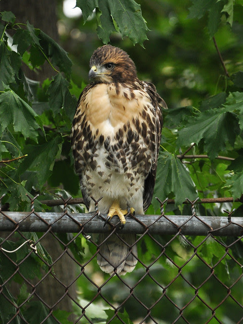 Cathedral Red-Tail Fledgling (#1?)