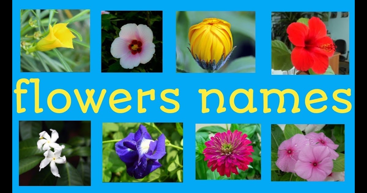 Flowers Names And Pictures / Names Of Flowers In English Set Of ...