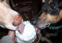 Tut_7bday_Zeus_102510b