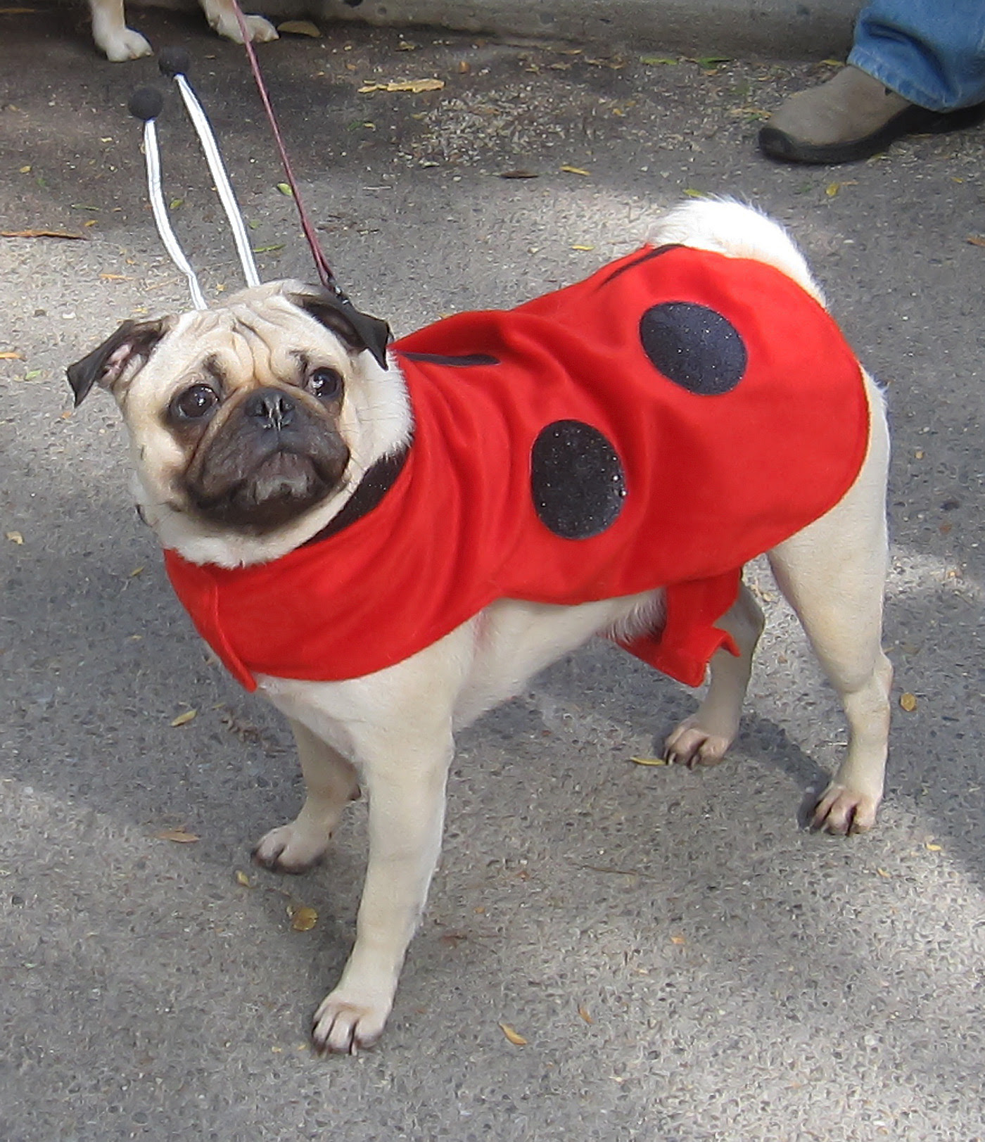 Lady bug pug