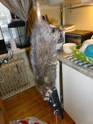 Viking_rat