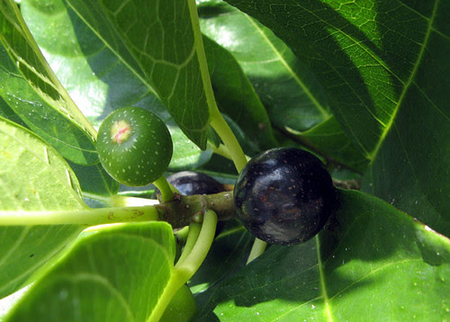 figs