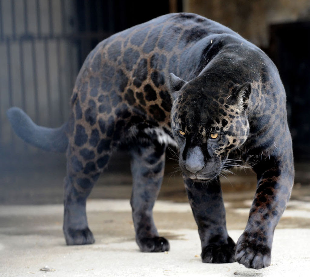 animais_hibridos 05