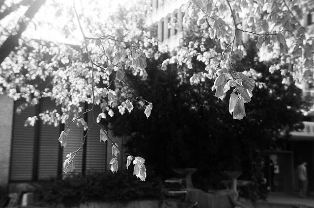 spring leaves (25/36)