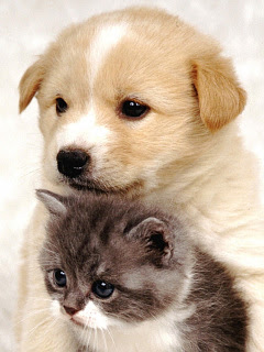 動物画像無料 元の犬 猫 可愛い 画像