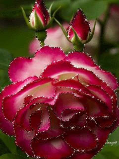 Красивая роза с бутонами
