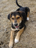 Toby, August 2007