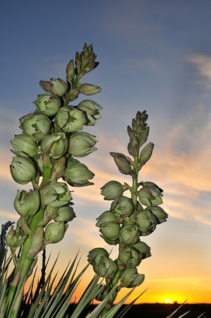 Yucca Rise Yucca Rise