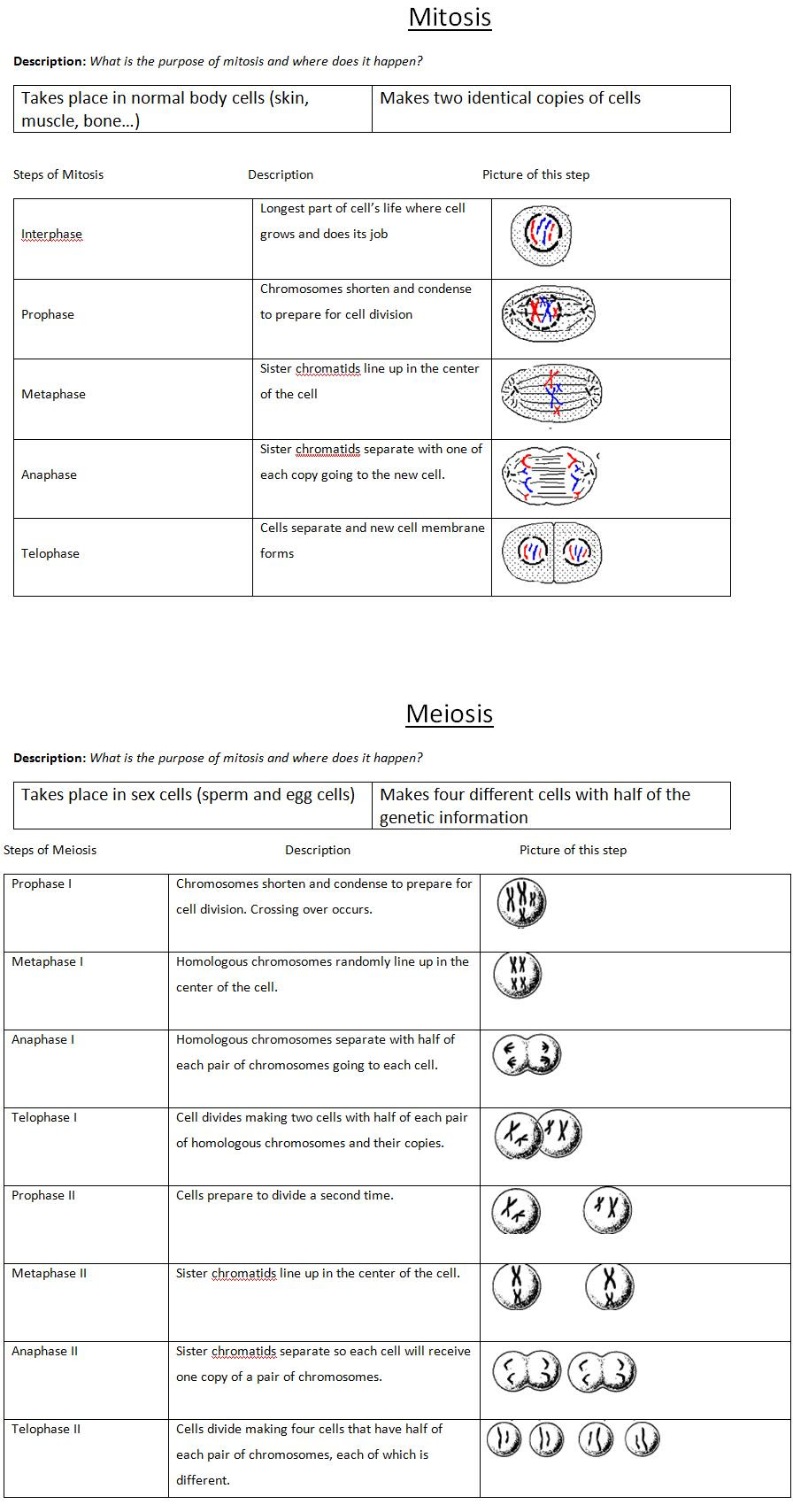 meiosis-1-and-2-worksheet-answers-wiseinspire