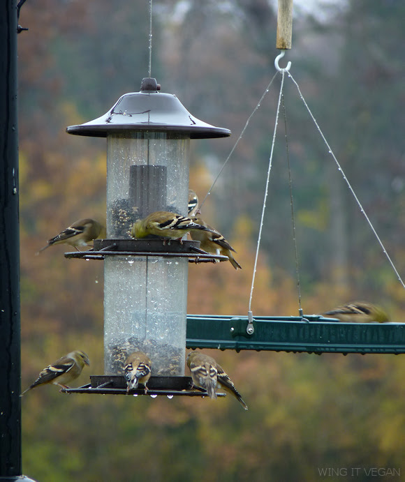 How many blurry goldfinches can you spot?