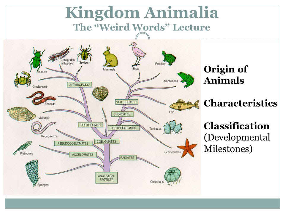 animal: Animal Kingdom Classification Of Kingdom Animalia