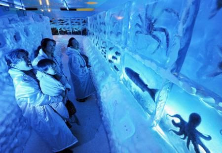aquarium beku di jepang aquarium beku di jepang