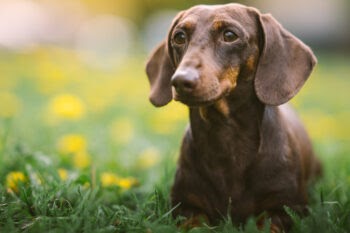 CBD for Dachshunds: 5 Vital Things To Know Before Giving Your Dachshund CBD Oil or CBD Treats