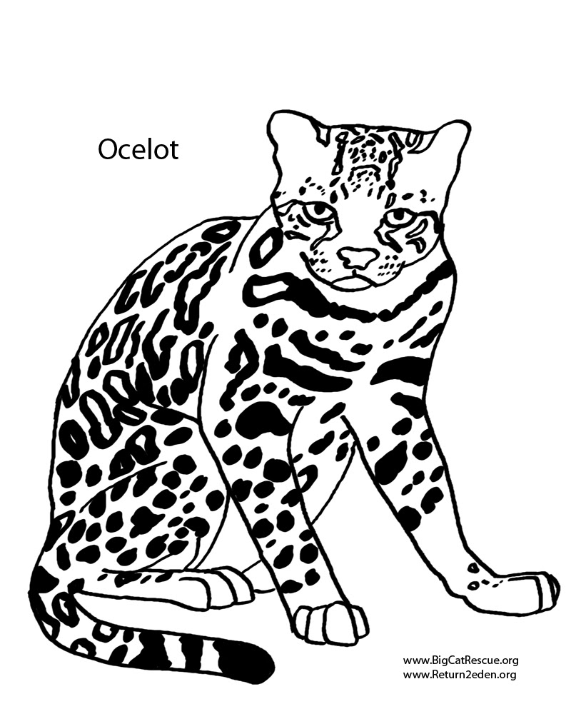 Download 31+ Minecraft Ocelot S Coloring Pages PNG PDF File - Best Free