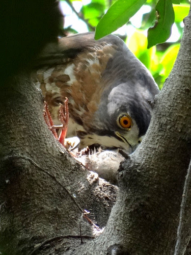 鳳頭蒼鷹/無限台南