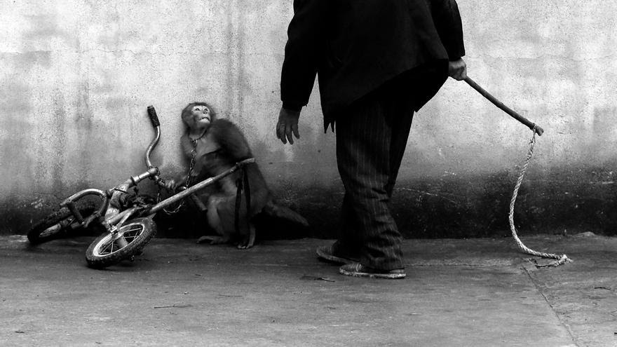 Un mono amaestrado y su cuidador con el latigo en un circo de Suzhou, China. Yongzhi Chu/Premio World Press Photo