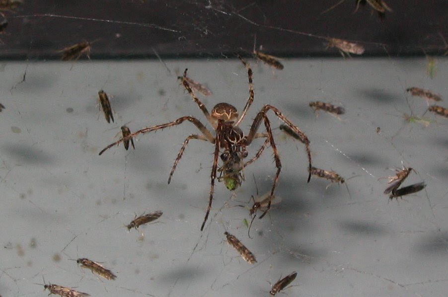My Cleaning Products Releases Tip Sheet to Kill Spiders Without Using ChemicalBased Spray