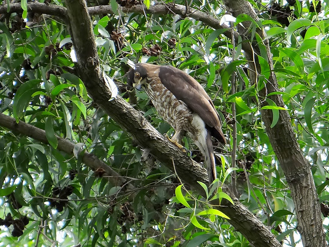 鳳頭蒼鷹/無限台南