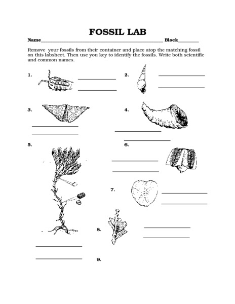fossil-worksheets-ps1-education-fossil-activity-worksheet-printable-dinosaur-fossil