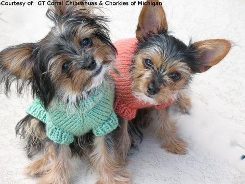 Yorkie Chihuahua Mix Puppies For Sale In Michigan Pets Lovers