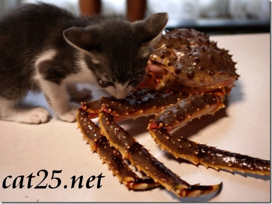 Kitten VS King crab $ 10 at a bargain price、980円のタラバガニ対子猫のミャミ雄君