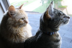 Jasper sharing the window with Maggie