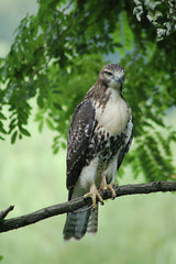 Divine Red-Tailed Hawk in Morningside Park