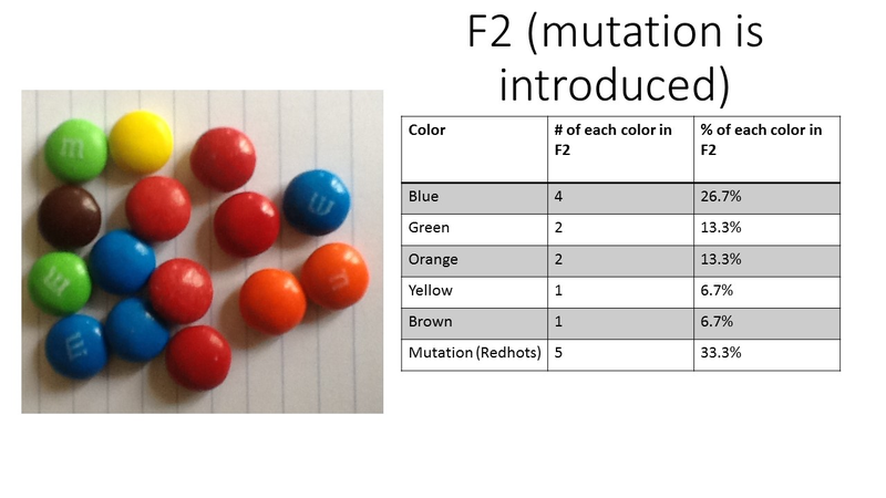 Mutation Virtual Lab Worksheet Answers : Impact Of Mutations On