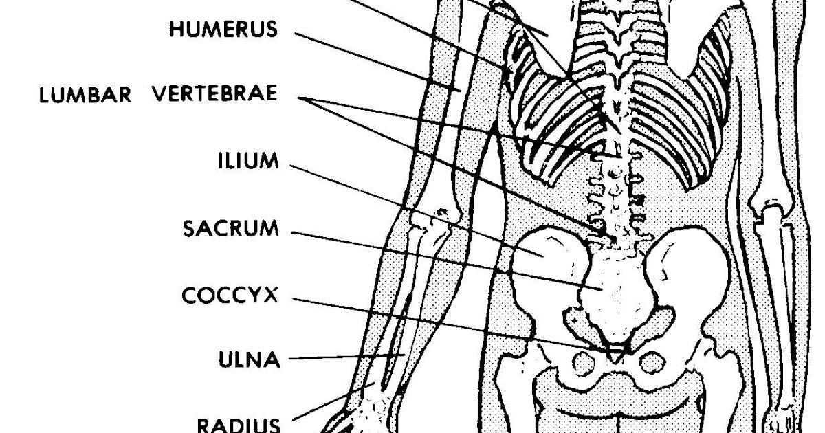 Human Body Bones Diagram / A List of Bones in the Human Body With