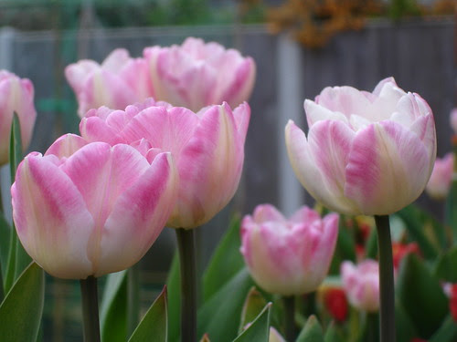 tulips (1)