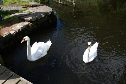 Swans on Windermere