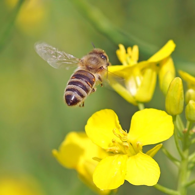 Una abeja vuela a una flor violación.
