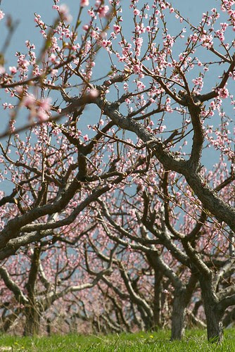 green-pink-blue